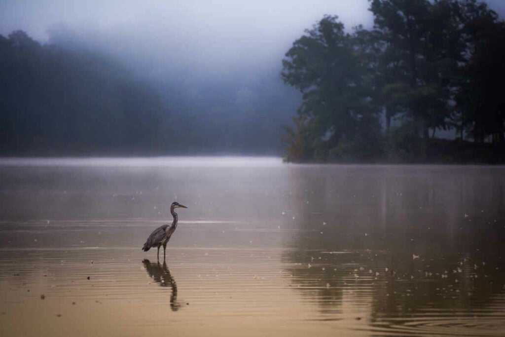 Blue Herron At Sunrise, Just After A Flock Of Geese Took Flight Leaving Behind A Dusting Of Feathers Floating On The Water. Captured With Nikon D7100 And Nikkor 55-200mm 1:4-5.6G Lens