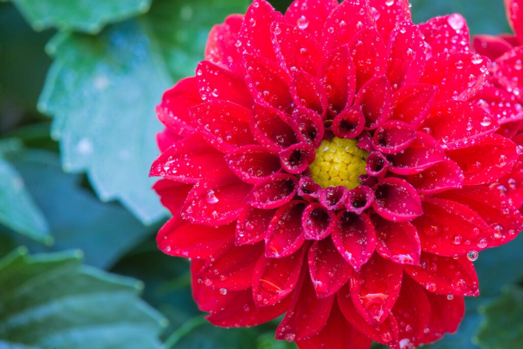 This red dahlia flower covered in dew drops was captured by Jeff Miller using a Nikon D610 with a 105mm f/2.8 lens with a 2 sec exposure at f/16 and ISO 100. See more work <a href="https://www.flickr.com/photos/jeffmiller_photography/">here.</a>