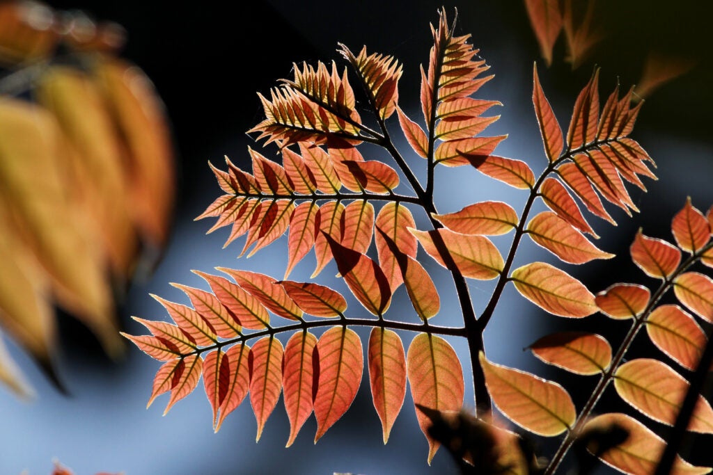 New Leaves