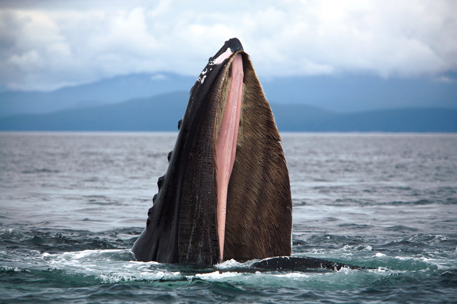 Humpback Whale