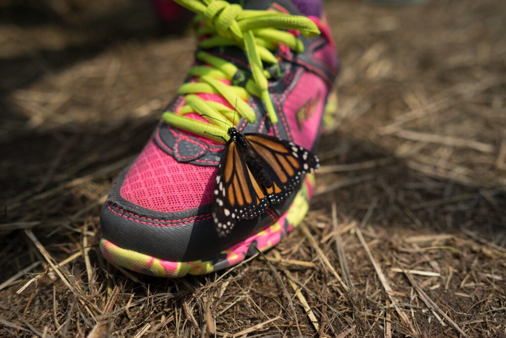 Another butterfly detail shot, this time with the wide angle lens. In terms of contrast, the 25mm seems to offer a little more pop than the 85mm, which makes sense in terms of their average use cases.