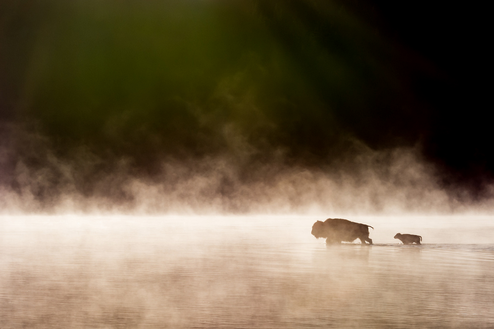 Today's Photo of the Day was taken by Luke Collins during a visit to Yellowstone National Park with a Nikon D7100
70-200mm f/2.8 lens at 1/4000 sec, f/11 and ISO 800. See more of Collins' work here.