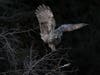 Great Gray Owl