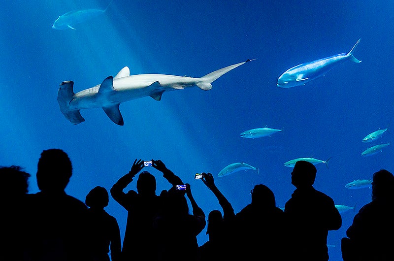 Flickr-user Lwarren18 made this image at the Monterey Bay Aquarium in California using her Nikon D7000. See more of her work <a href="http://www.flickr.com/photos/31346822@N08/">here</a>. <em>Want your work featured as our next Photo of the Day? Submit your best images to our <a href="http://www.flickr.com/groups/1614596@N25/pool/">Flickr group</a>, for a chance to be picked.</em>