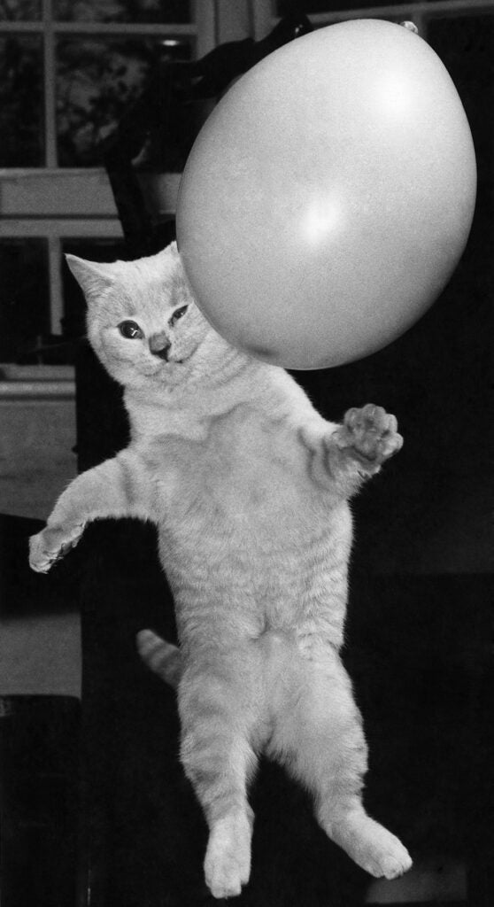 cat with balloon