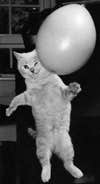 cat with balloon