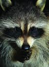 Raccoon