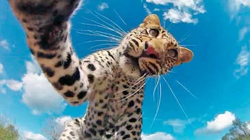 Watch A Leopard Steal A GoPro Camera