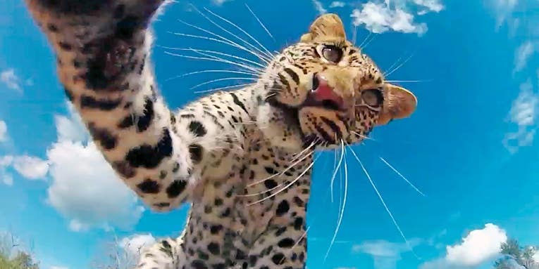 Watch A Leopard Steal A GoPro Camera