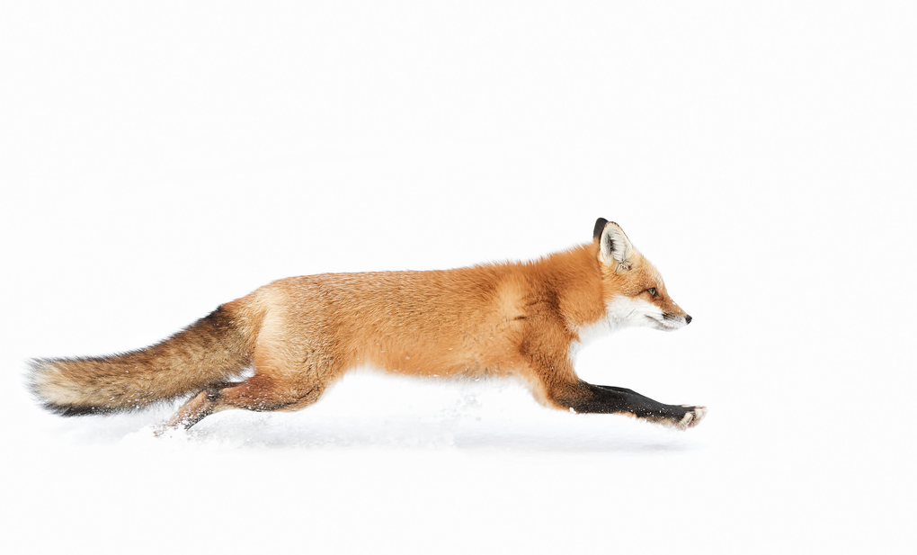 Today's Photo of the Day was taken by Jim Cumming who was shooting in Algonquin Park in Ontario, Canada when he captured this red fox running through some fresh white show. See more of his wildlife work <a href="https://www.flickr.com/photos/jimcumming/">here. </a>