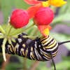 Monarch butterfly caterpillar