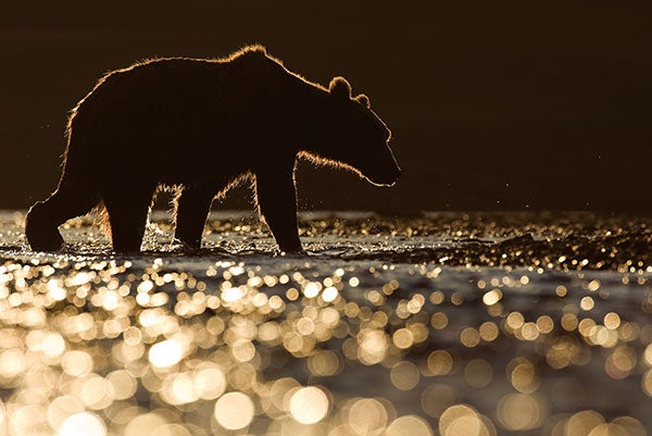 wild brown bear at sunset in Katmai National Park