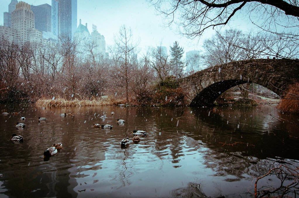 Jose made today's Photo of the Day in New York City's Central Park. See more of his work <a href="http://www.flickr.com/photos/jmvazquezjr/">here</a>. Think you have what it takes to be featured as Photo of the Day? Submit your best work to our <a href="http://flickr.com/groups/1614596@N25/pool/">Flickr group</a>