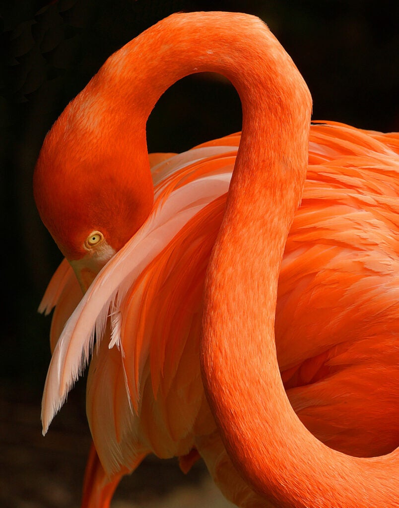 Flamingo Preening