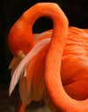 Flamingo Preening