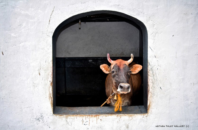 Today's Photo of the Day was captured by Nathan Foley in Sri Lanka using a Nikon D5200 and a 18-55 mm lens. See more of Nathan's work <a href="http://www.flickr.com/photos/nathanfoleygallery/">here. </a>