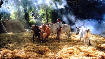 UN Photo Contest Focuses on World Foods