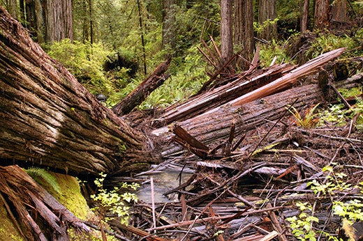 "Before-They-re-Gone-Old-growth-forests-are-increa"