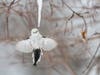 Long-tailed Tit