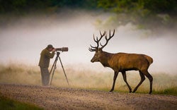 Elk Photographer