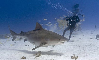Photo-Adventure-Shooting-Sharks-Without-a-Cage