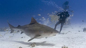 Photo Adventure: Shooting Sharks Without a Cage