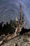 Bristlecone Pine on the Hill