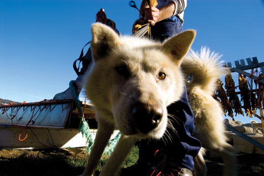 Conquer-the-World-Glamour-hound-This-sled-dog-lo