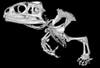 Tuatara skeleton