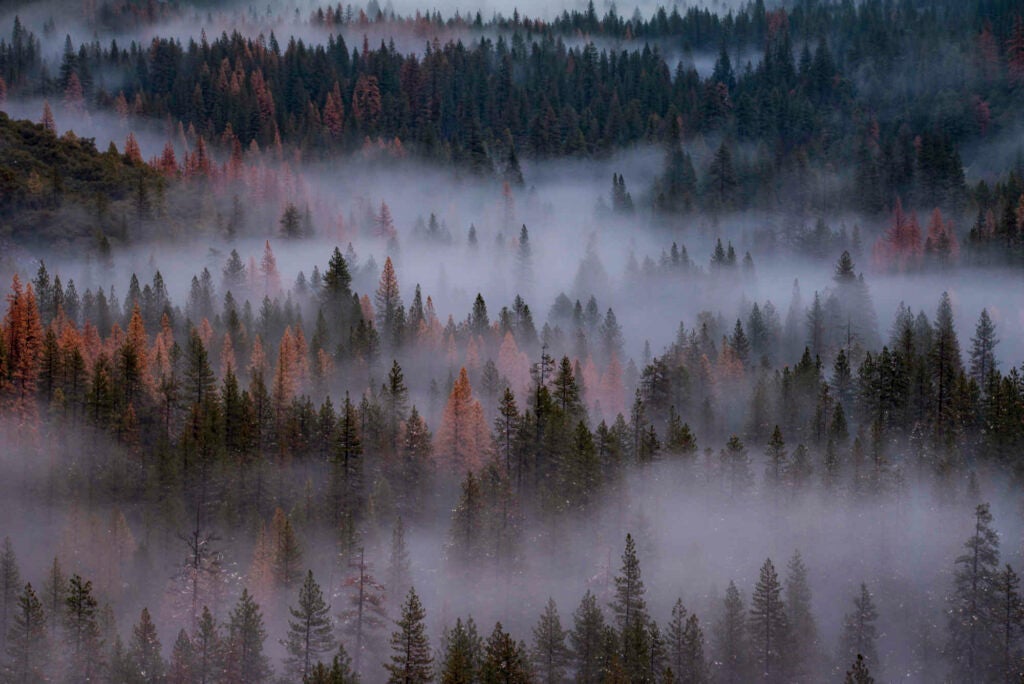 Almost a hundred years ago Ansel Adams photographed this scene and inspired millions to visit Yosemite. Today hundreds of photographers flock to this spot every night. On this evening I sat back and enjoyed the view as the fog danced in and out of the trees, playing a little game of hide-n-go-seek.