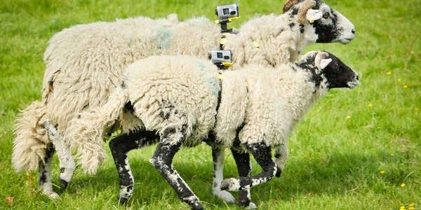Sony Straps Action Cams To Sheep For Tour De France