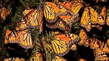 How To: Shooting the Great Butterfly Migration