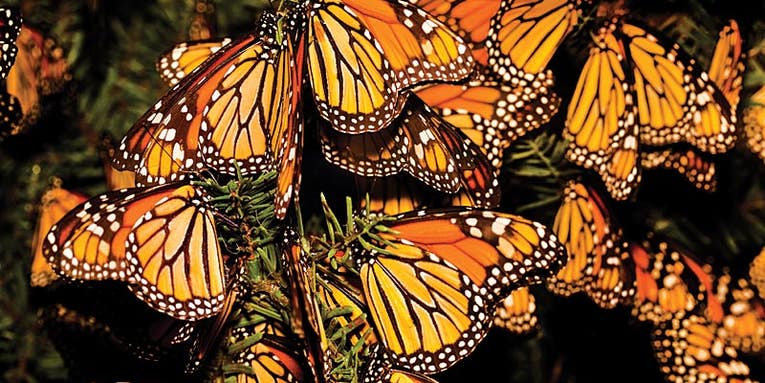 How To: Shooting the Great Butterfly Migration How To: Shooting the Great Butterfly Migration