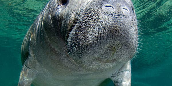 Tips From a Pro: Photographing Manatees