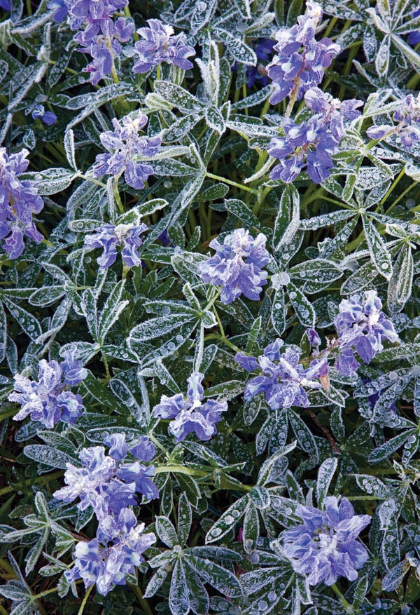 Lupines Covered in Frost