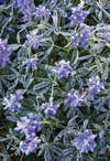 Lupines Covered in Frost