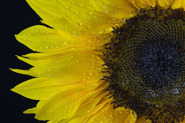 Jeff Miller shot this photograph of a dew covered sunflower using a Nikon D610 with a 105.0 mm f/2.8 lens at 0.6 sec, f/16 and ISO 100. See more of his work <a href="https://www.flickr.com/photos/132770825@N04/">here.</a>