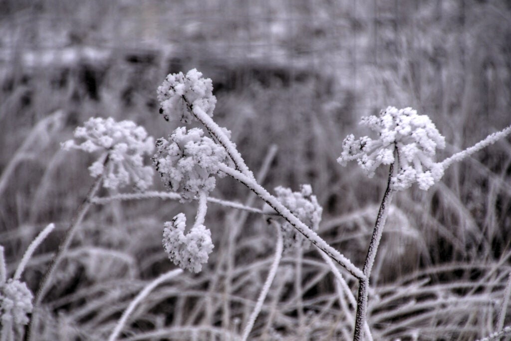 Kiss of Frost