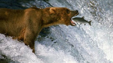 King of the Beasts