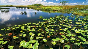 Traveling Photographer: The Everglades