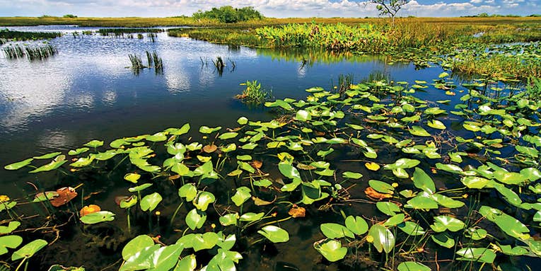 Traveling Photographer: The Everglades