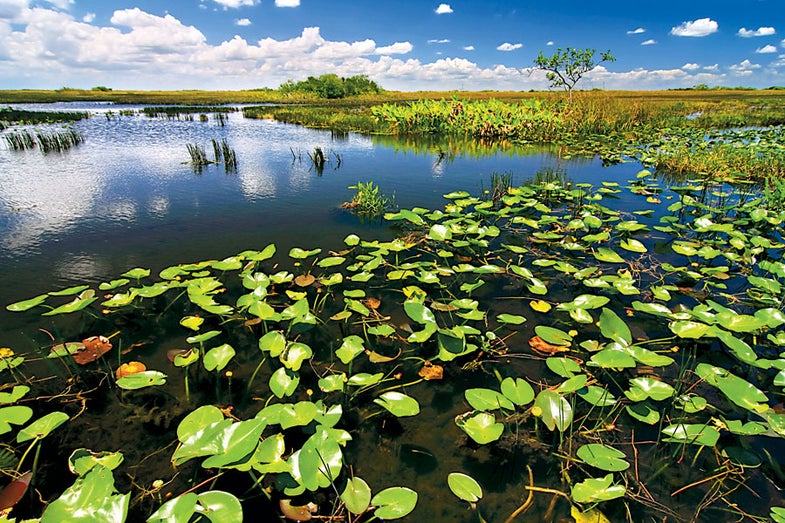 Traveling-Photographer-The-Everglades