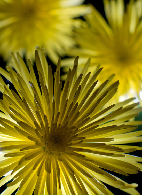 How To: Use Backlighting for More Dramatic Still Lifes | Popular ...