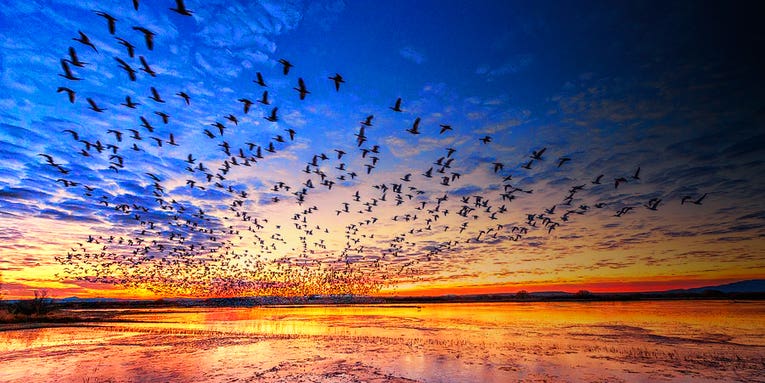 Photo Workshop: Bosque Wildlife Refuge, NM Photo Workshop: Bosque Wildlife Refuge, NM