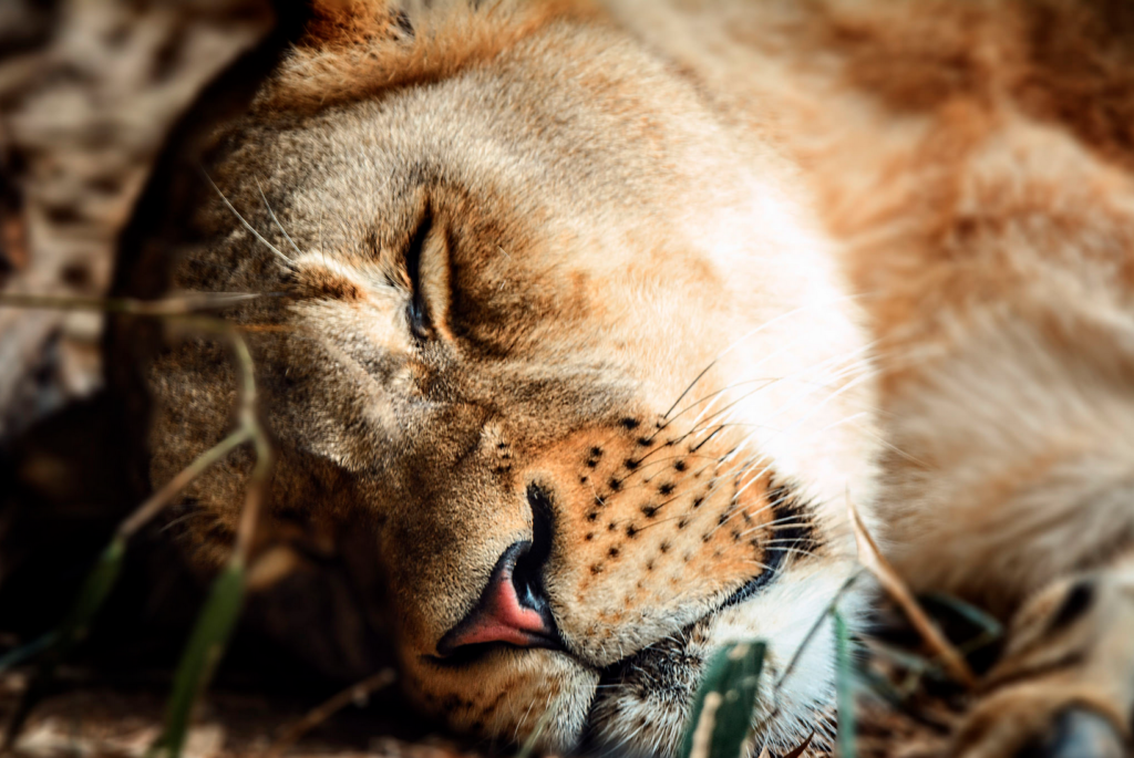 David LaMason photographed this sleeping Lion during a trip to the zoo in Baltimore Maryland. LaMason captured this big cat using his Nikon D7100 with a 150-600 mm f/5.0-6.3 lens at 1/125 sec at f/6 and ISO 400. See more of his work <a href="https://www.flickr.com/photos/beetlebrained/">here.</a>