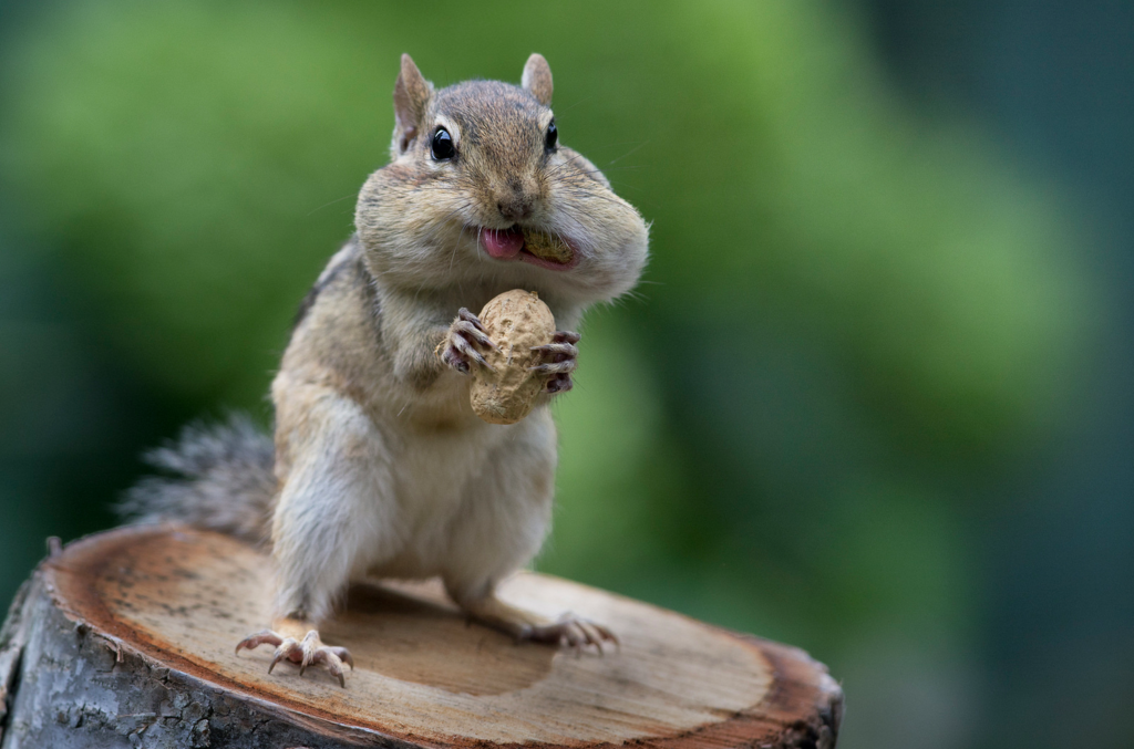 Today's Photo of the Day was taken by Rudy Pohl in Ottawa, Canada. Pohl captured this expressive little chipmunk in his backyard using a Nikon D7100
a 300mm f/4.0 lens at 1/640 sec, f/5 and ISO 720. See more of Pohl's work <a href="https://www.flickr.com/photos/rudypohl/">here.</a>