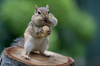 Today's Photo of the Day was taken by Rudy Pohl in Ottawa, Canada. Pohl captured this expressive little chipmunk in his backyard using a Nikon D7100
a 300mm f/4.0 lens at 1/640 sec, f/5 and ISO 720. See more of Pohl's work <a href="https://www.flickr.com/photos/rudypohl/">here.</a>