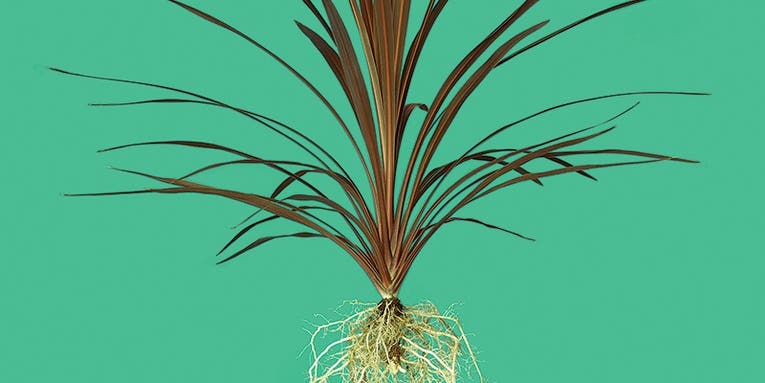 My Project: Classic Roots My Project: Classic Roots