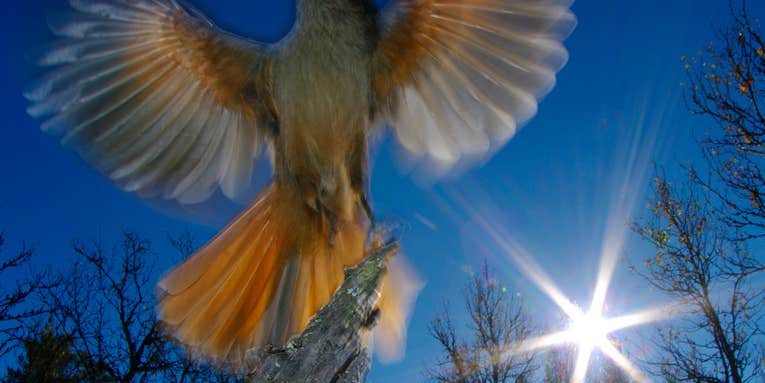 Award Winning Swedish Wildlife Photographer Admits to Faking Images With Stock Photos Award Winning Swedish Wildlife Photographer Admits to Faking Images With Stock Photos