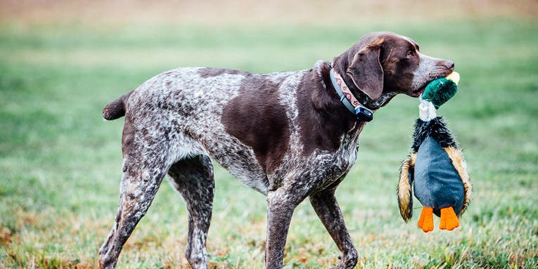 Show us your best dog photos